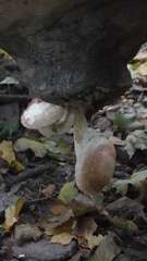 Pholiota