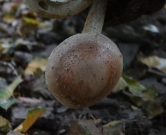 Pholiota