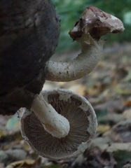 Pholiota