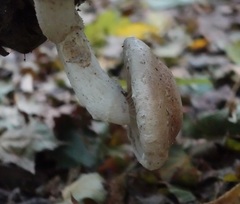 Pholiota