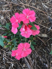 Dianthus chinensis × barbatus