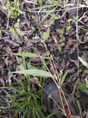 Persicaria punctata