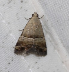 Pseudozarba orthopetes