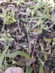 Persicaria punctata