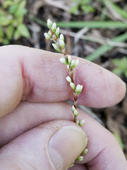 Persicaria punctata