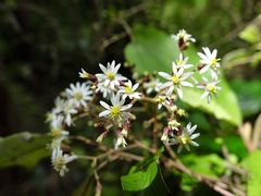 Olearia rani rani