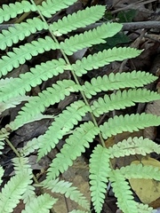Osmunda claytoniana