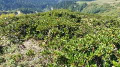 Rhododendron caucasicum