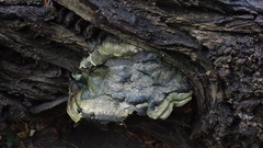 Fungi