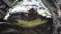 Fungi