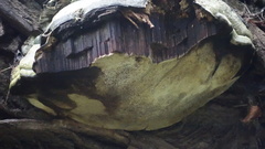 Fungi