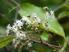 Olearia rani rani