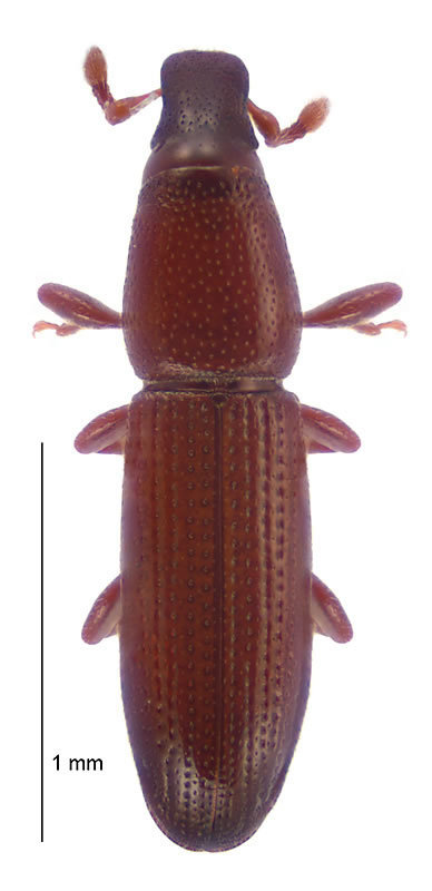 Morronella