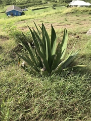 Agave eggersiana