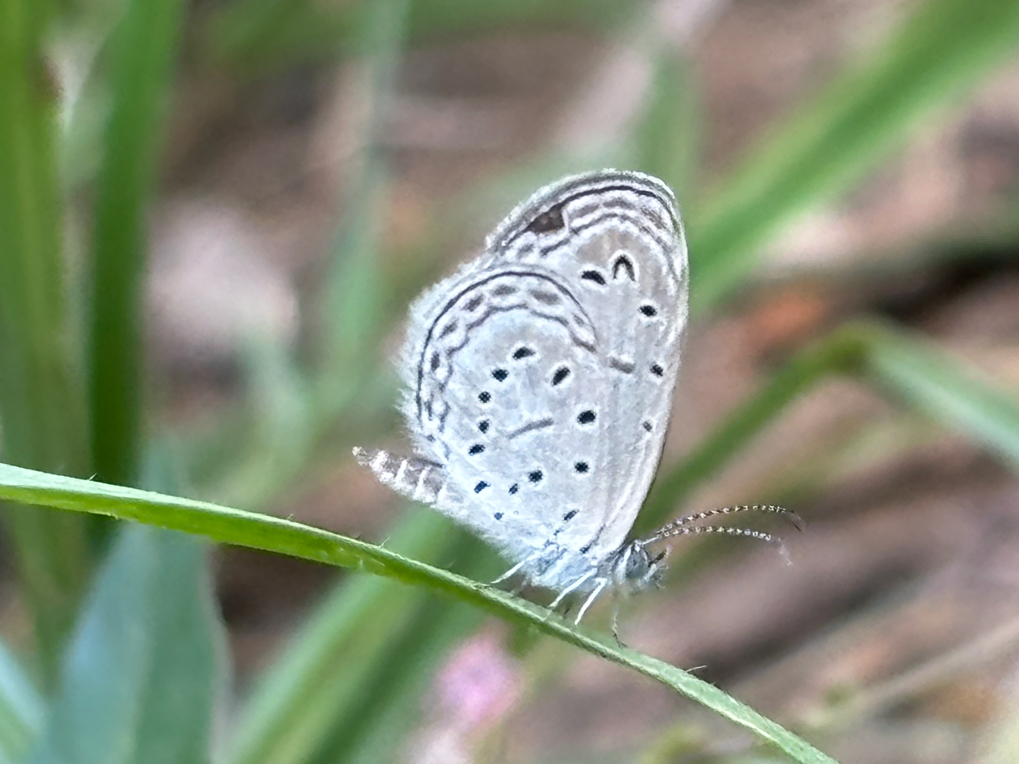 Tiny Grass Blue