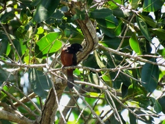 Sporophila angolensis