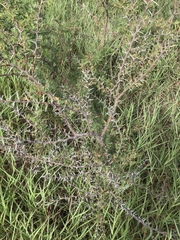 Vachellia farnesiana