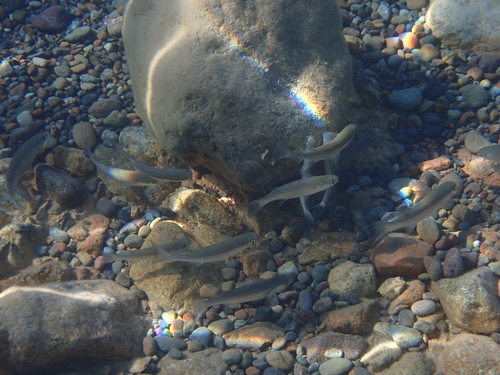 Oedalechilus labeo