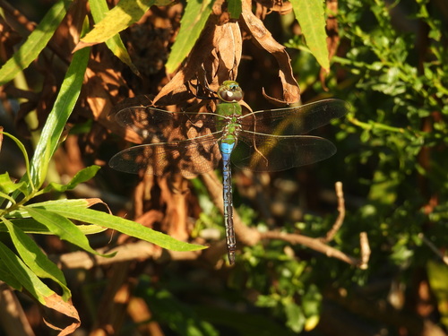 iNaturalist observation photo of Common Green Darner