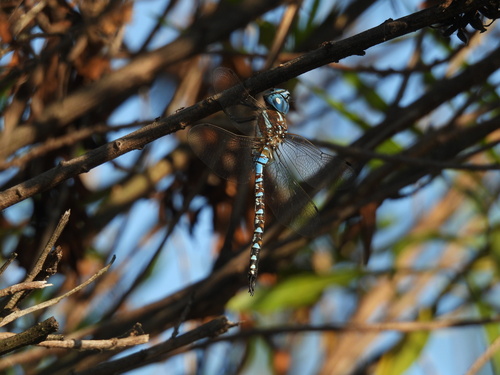 iNaturalist observation photo of Blue-eyed Darner
