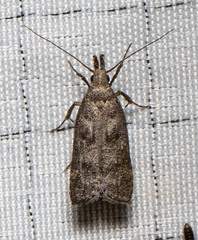 Dichomeris inversella