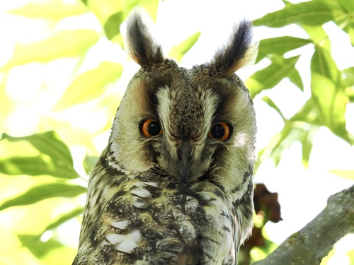 View observation of {o.common_name} on iNaturalist