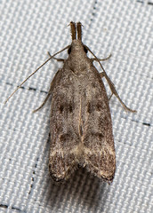 Dichomeris inversella