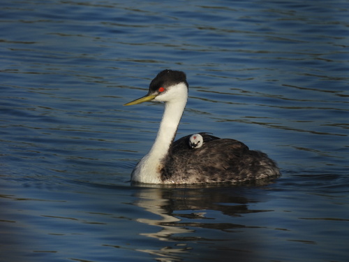 iNaturalist observation photo of Western Grebe
