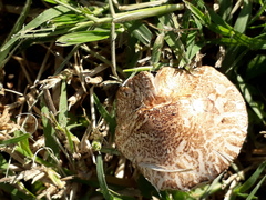 Lepiota brunneoincarnata
