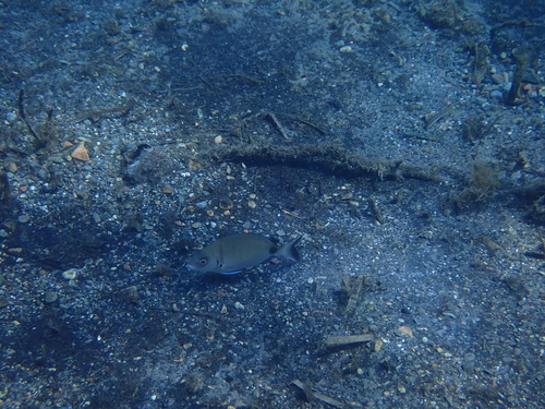Diplodus sargus