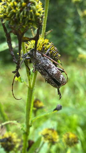 White Oak Borer photo 3