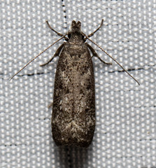 Dichomeris inversella