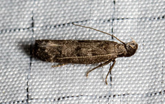 Dichomeris inversella