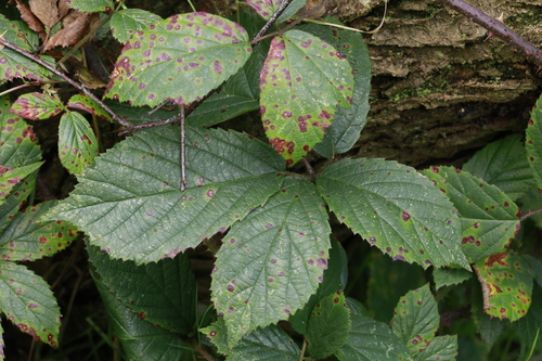 Image of Rubus dasyphyllus by no rights reserved