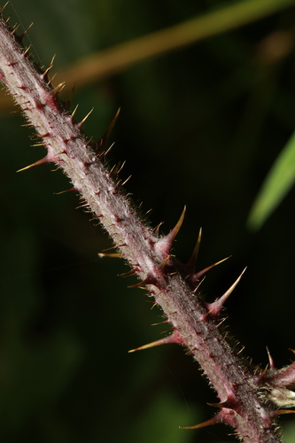 Image of Rubus dasyphyllus by no rights reserved