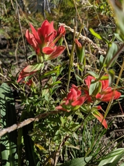 Castilleja nelsonii