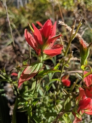 Castilleja nelsonii
