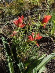 Castilleja nelsonii