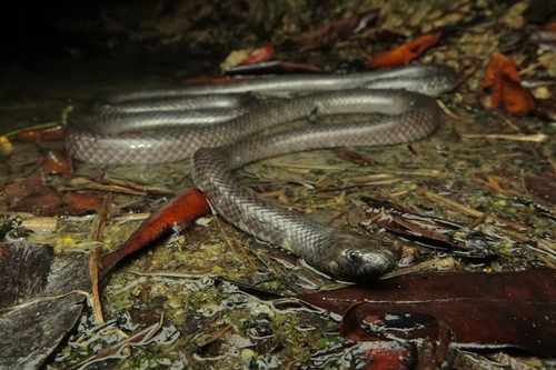 Cantoria violacea observed 2025-07-10