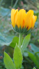 Asteraceae