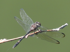 Dythemis velox