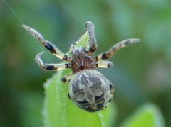 Araneidae