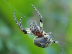 Araneidae