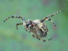 Araneidae