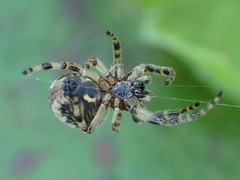 Araneidae