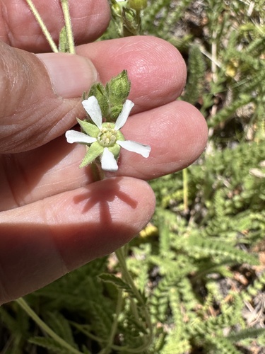 Rydberg's Horkelia (Horkelia rydbergii)