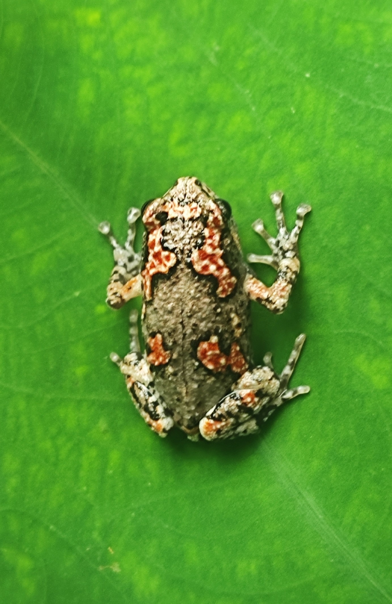 Painted Balloon Frog