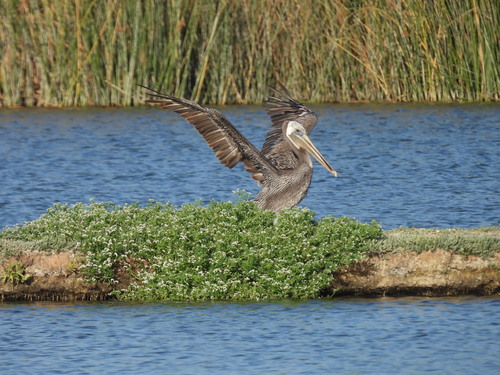 iNaturalist observation photo of Brown Pelican
