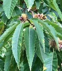 Castanea sativa