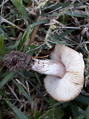Lepiota brunneoincarnata